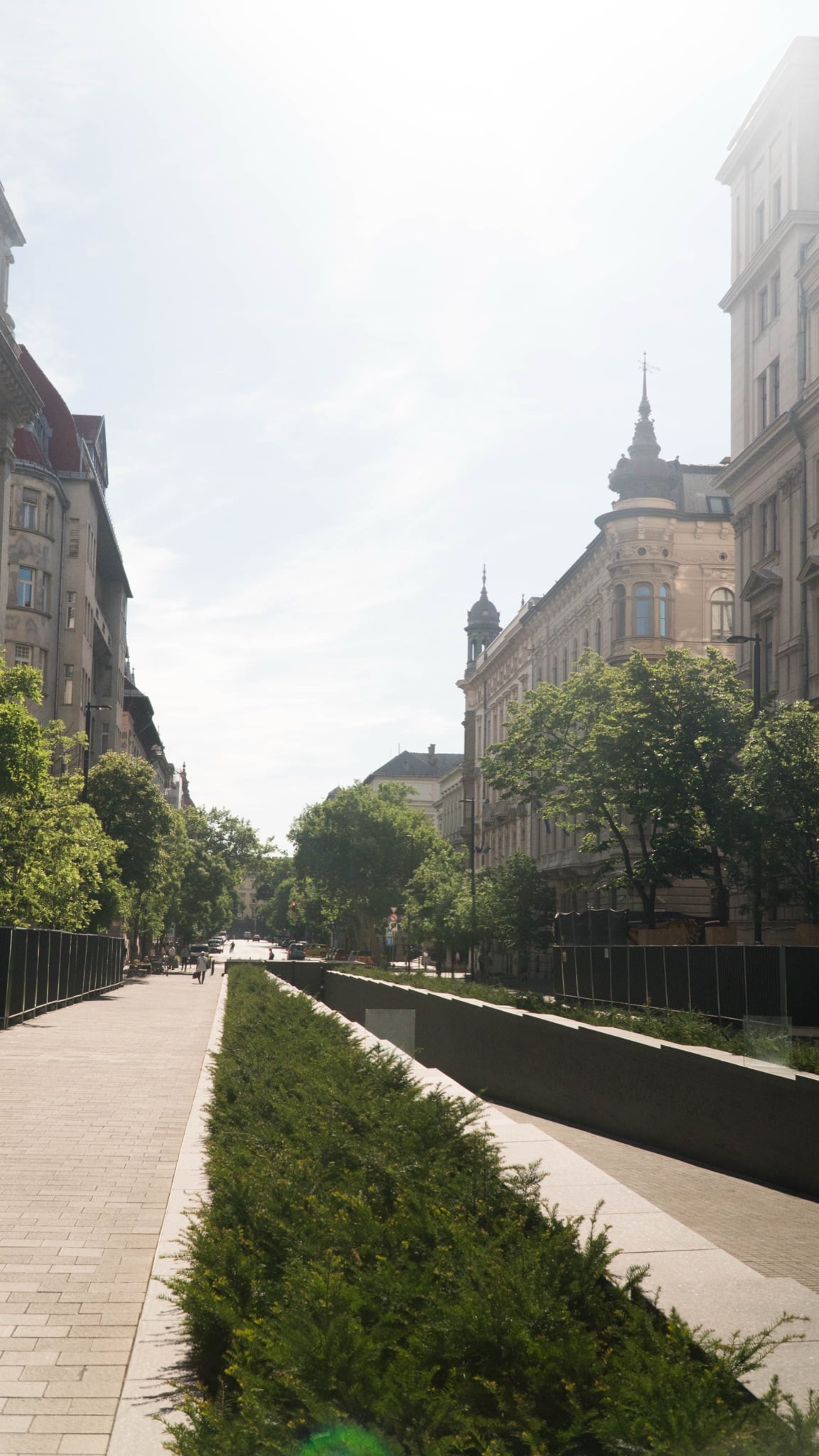 A hedged median running down a tree-lined boulevard in the summer glare