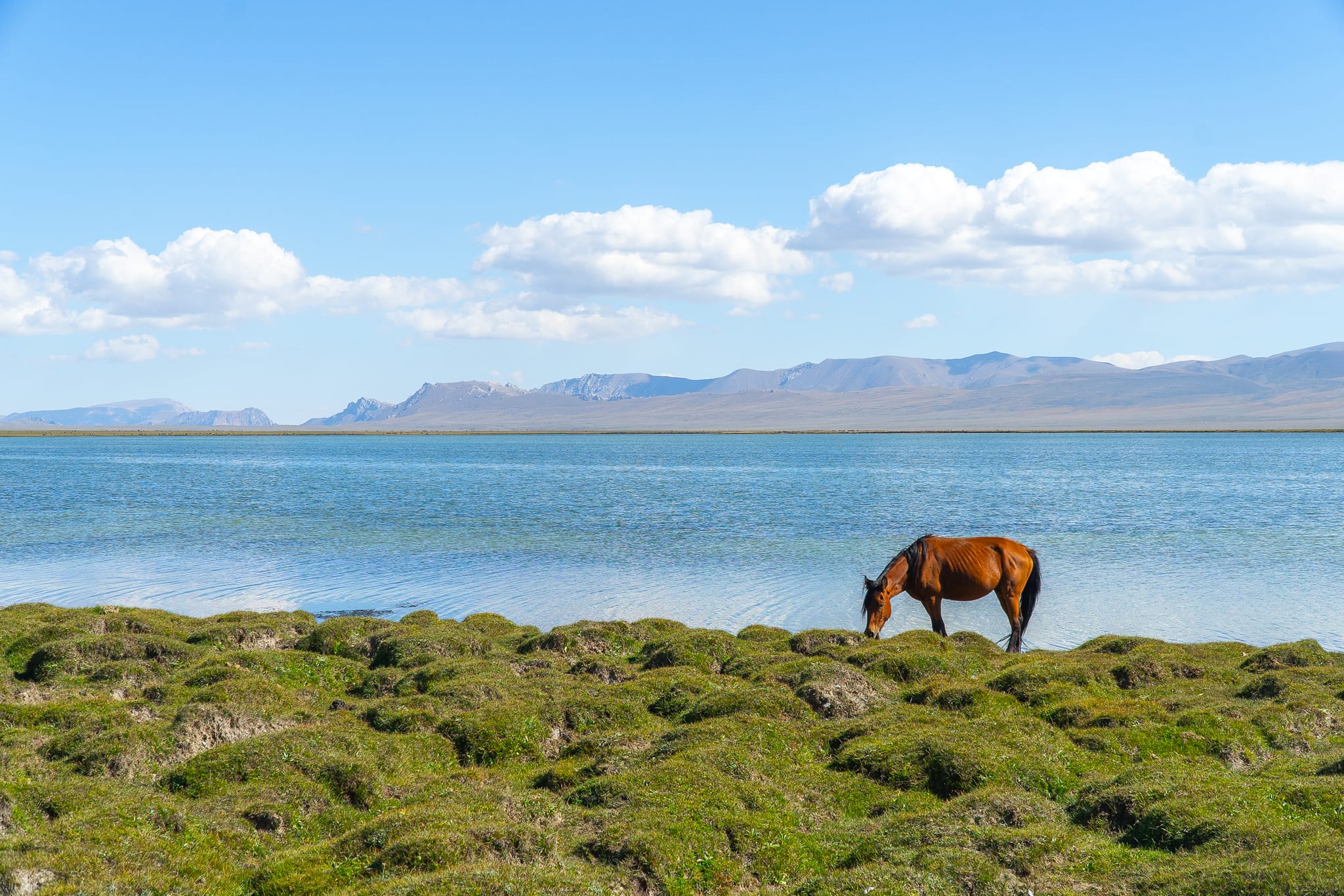 Horses grazing along the shore of the alpine lake at Song-Kul
