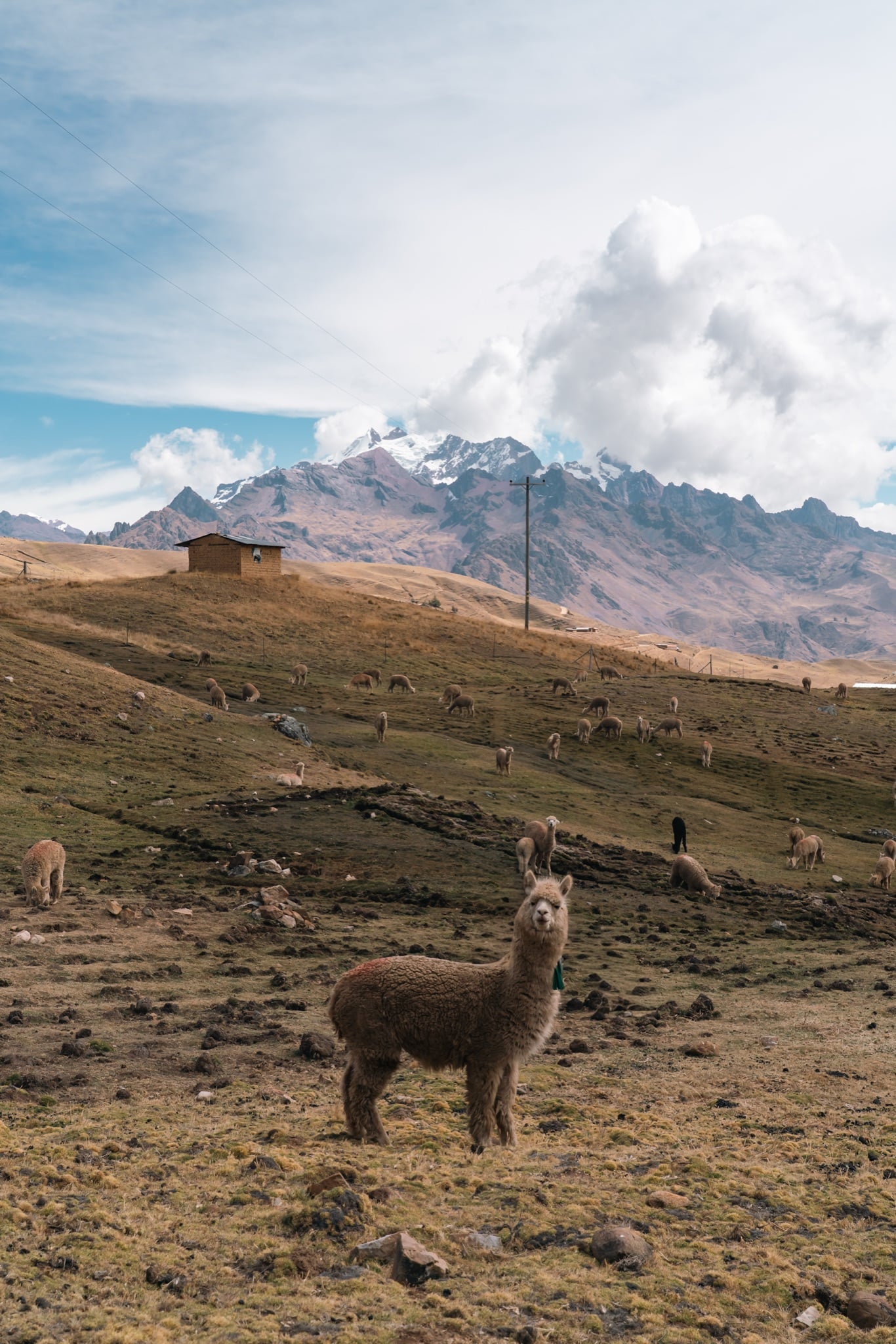 An alpaca in a high pasture, snow peaks rising beyond