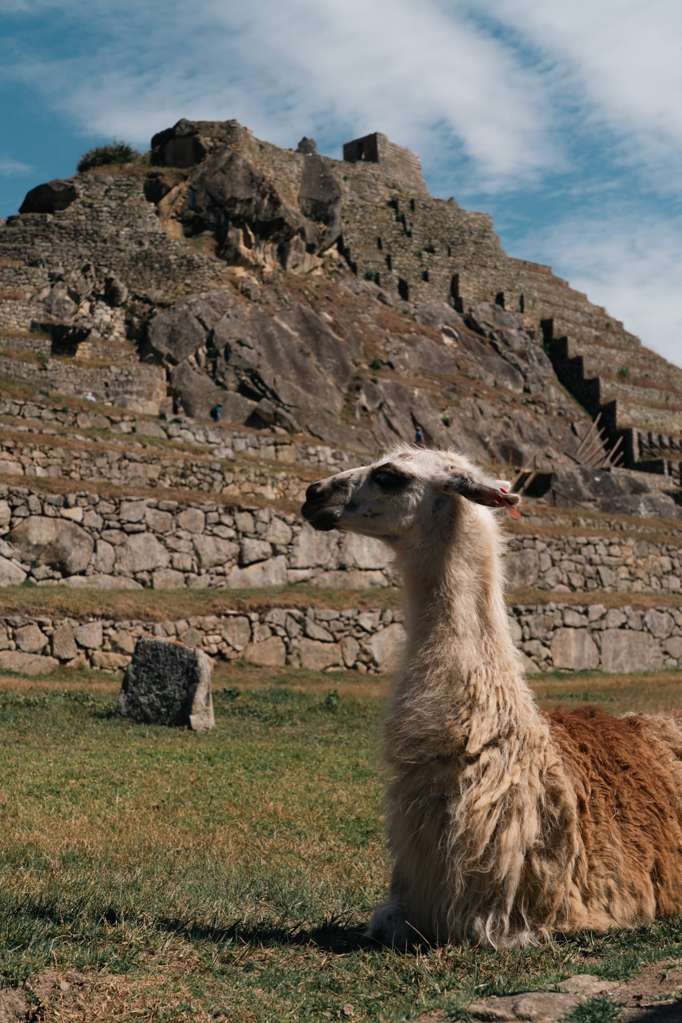 A llama grazing the terraces above the ruins