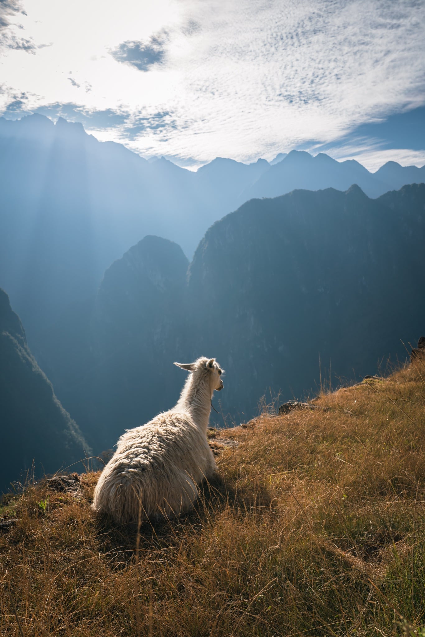 A llama silhouetted against the morning light over the ridge